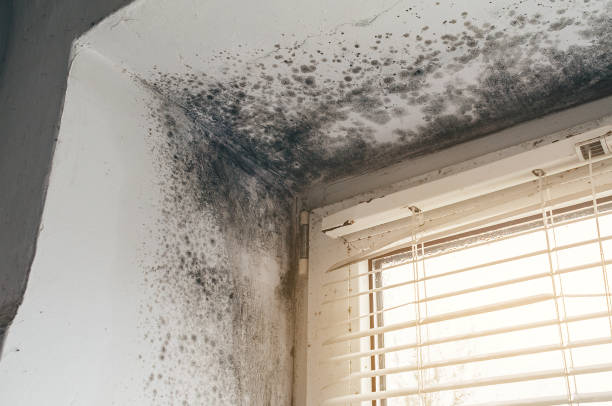 Affordable Mold Cleanup solutions in Jenners, PA